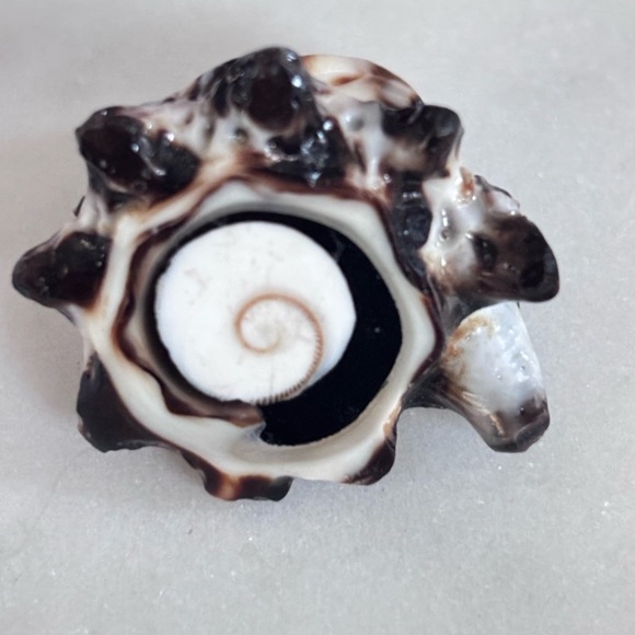 Jewelry - Black and White Ceramic Shell Decor